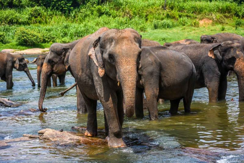 Pinnawala-Elephant-Sanctuary-elephants2-800x534