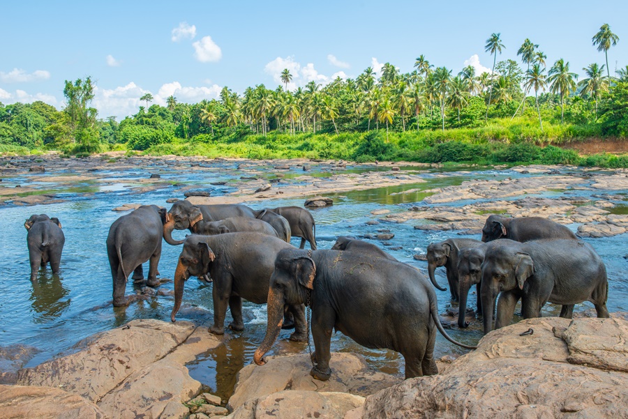 Elephant Orphanage in Pinnawala is nursery and captive breeding